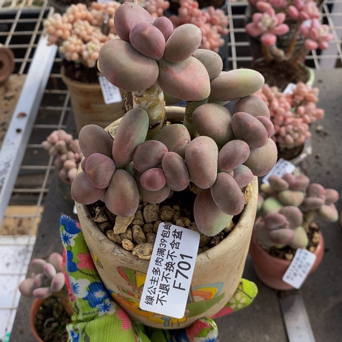 芒果奶酪701/10c m