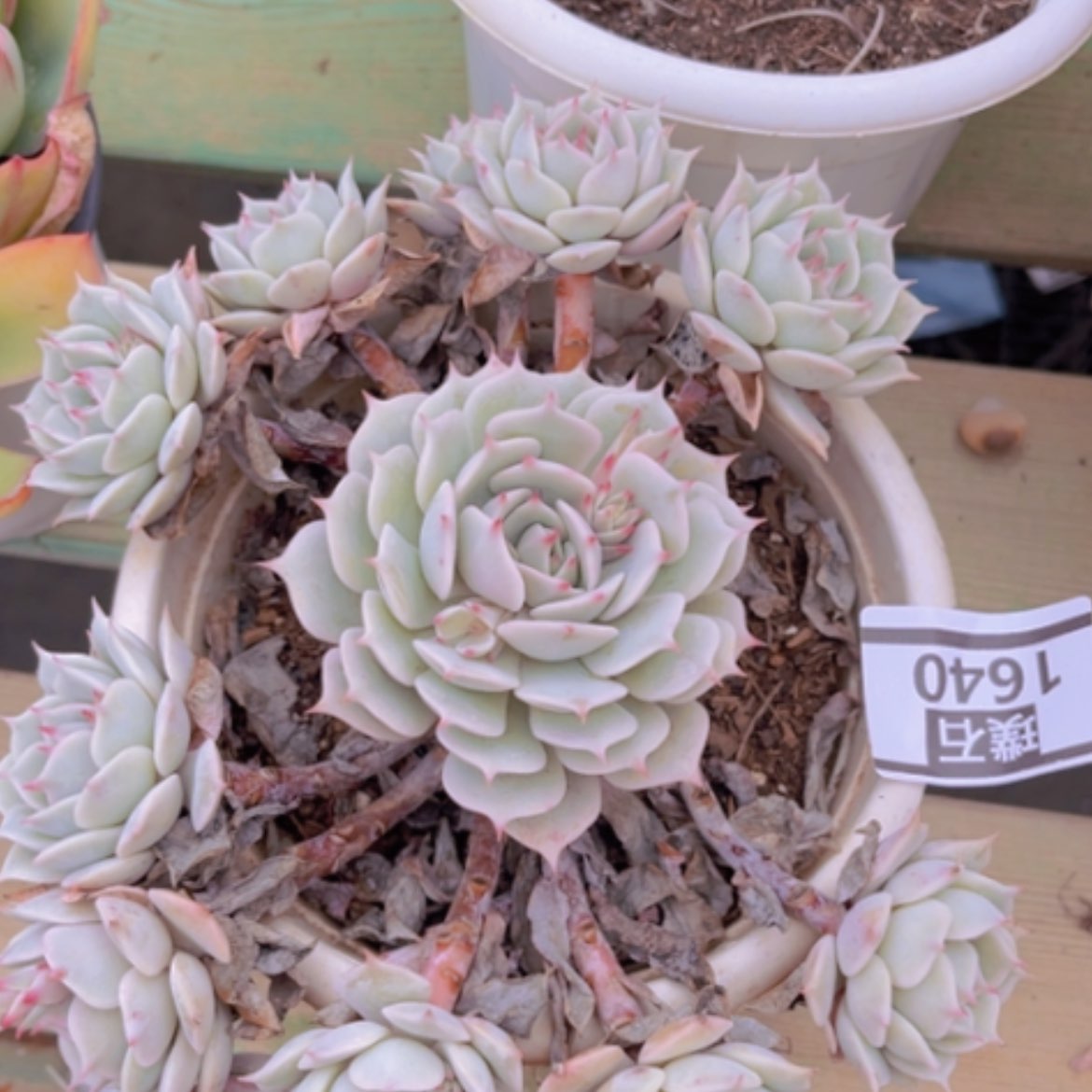 【闪购商品】粉蝶1640