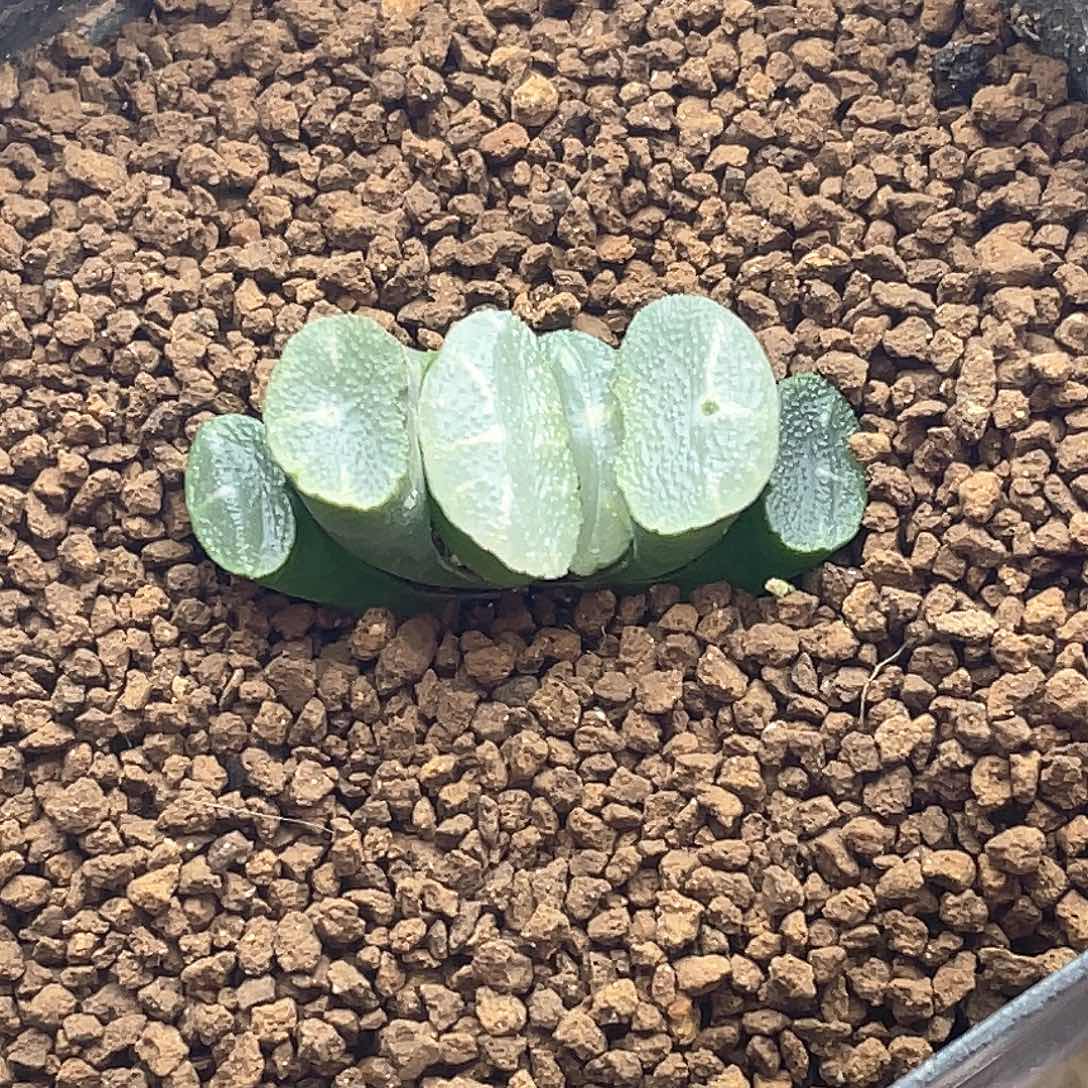 实生丸叶玉扇 致远多肉