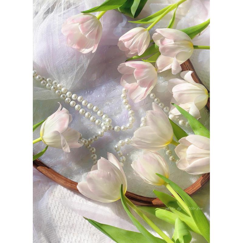 王朝粉郁金香新鲜上市浅粉色