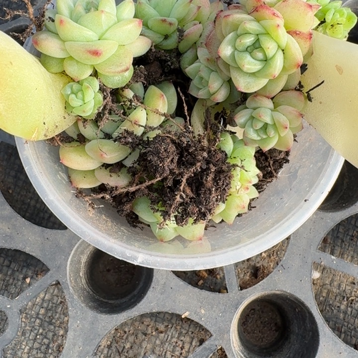 我***薯025春晨珍妮饭盒一组