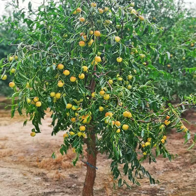 圆盆原土特大嫁接枣树活苗当年结果超甜适宜南北方种植庭院盆栽