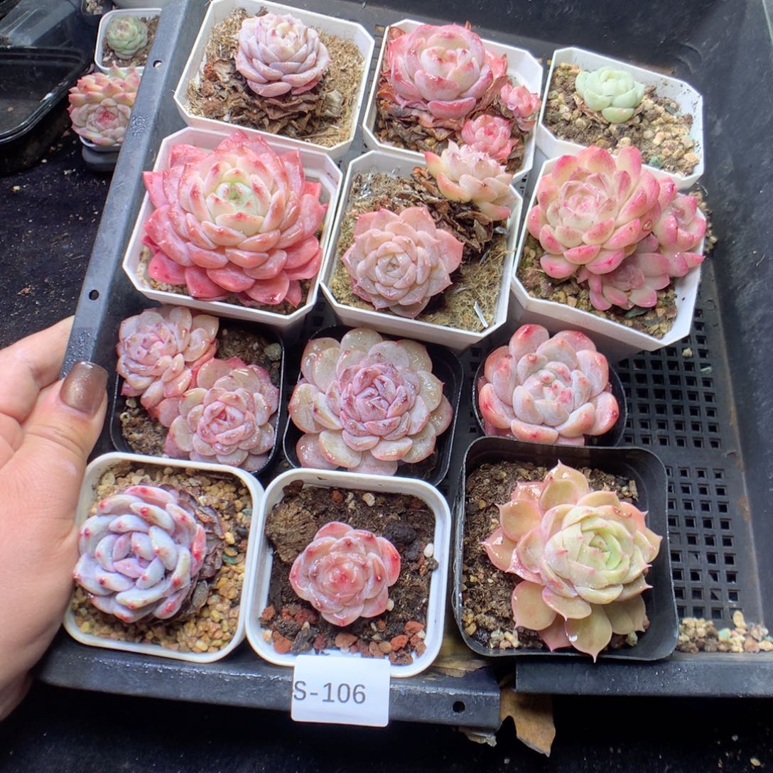 无花朵S106英语英语