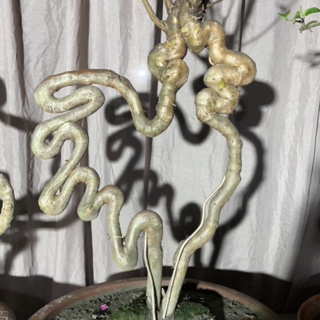 不锈钢木质手链 紫薇编制的十二生肖 鸡