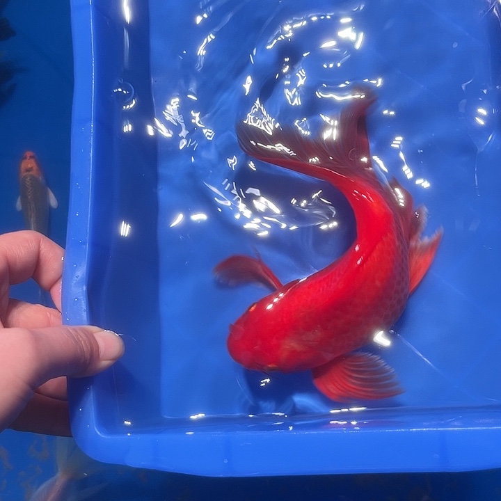 令***过海水鱼鱼场直发25号连接