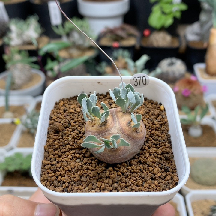 产地格加厚敦菊带盆370