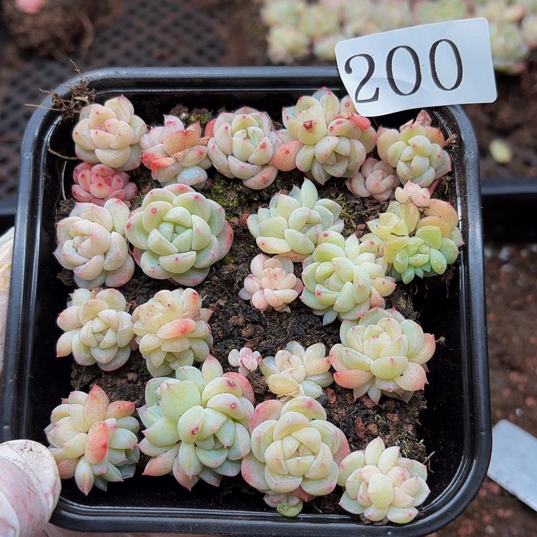 多肉植物多肉植物200