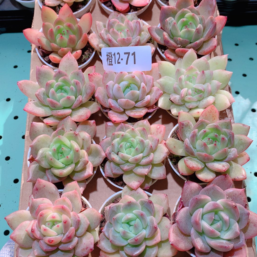 12-71一物一拍多肉带盆18颗