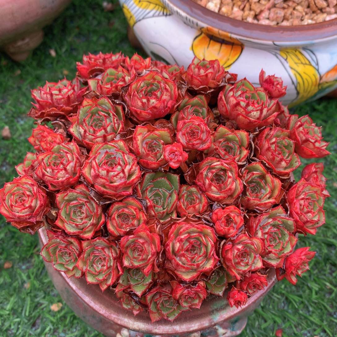 艾斯诺12 公分一物一拍