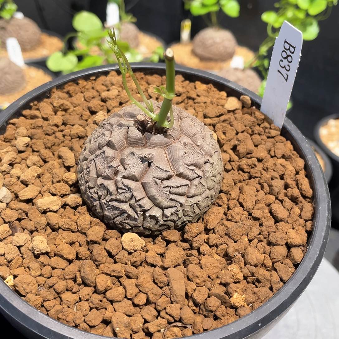 837号龟甲龙5.65公分