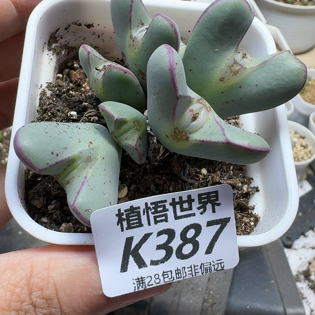 多肉植物的人啊fbb