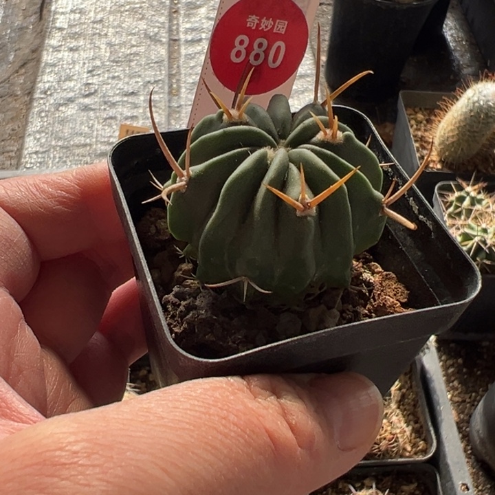 实生豪刺龙剑丸3.7cm