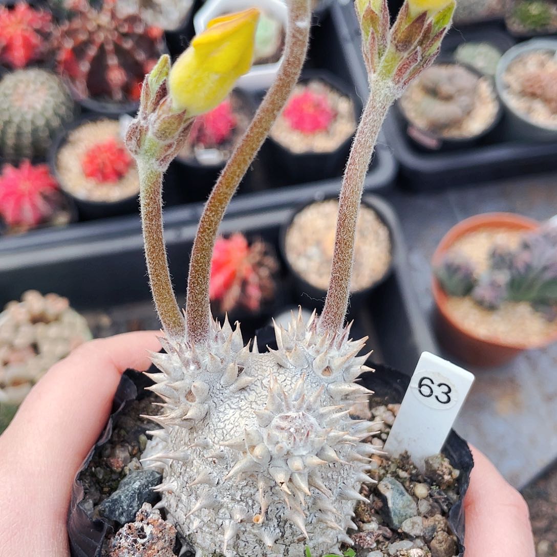 非偏远地区满25包邮仙人球