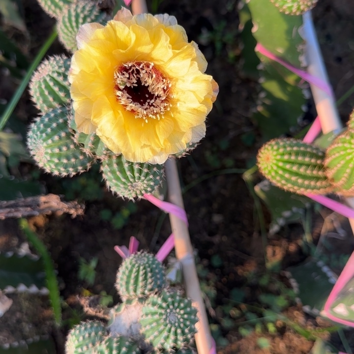 黄黑喉无根侧芽三公分左右