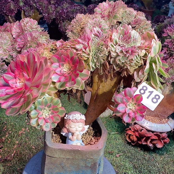 万圣节超白锦缀化818