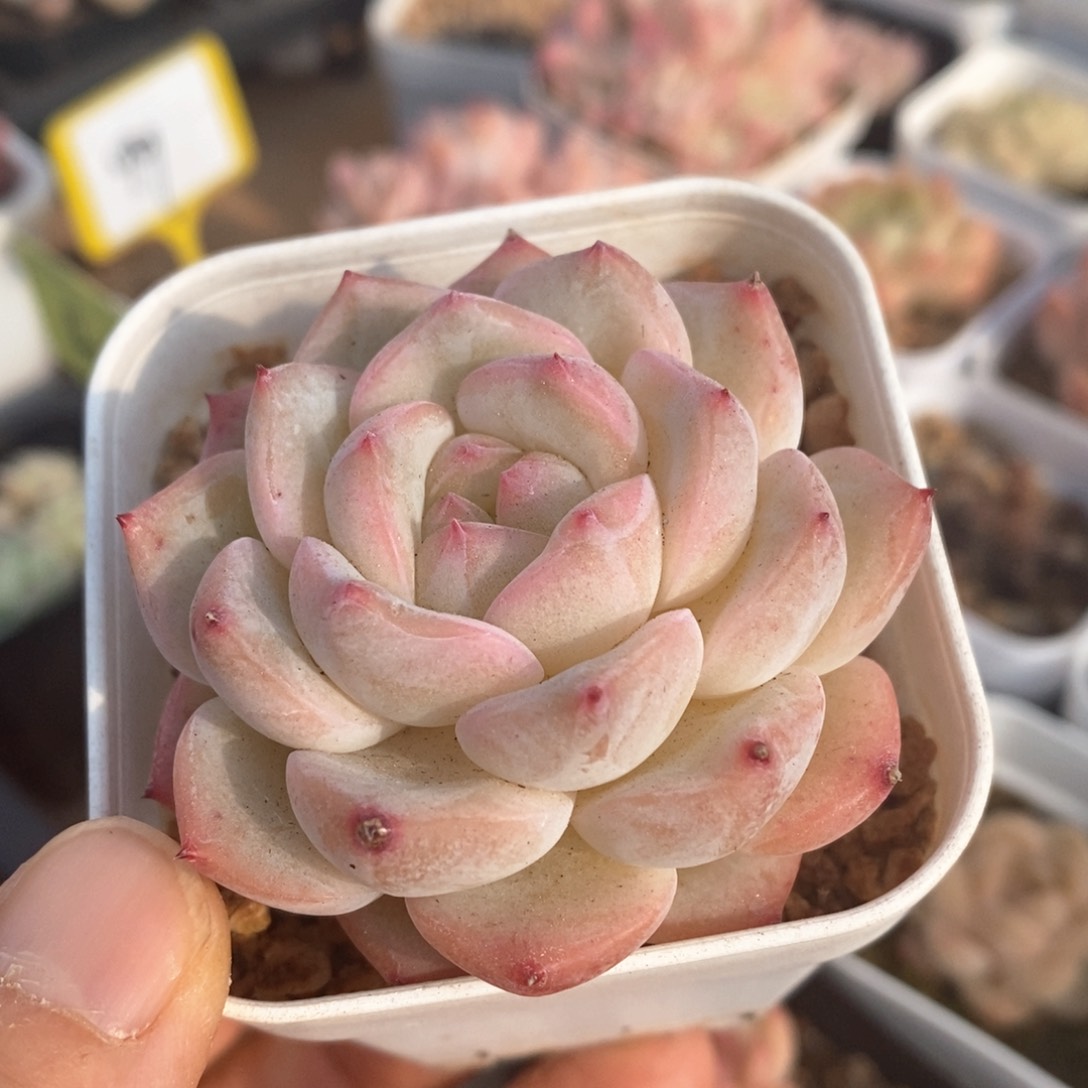 精品多肉一物一拍不包整054