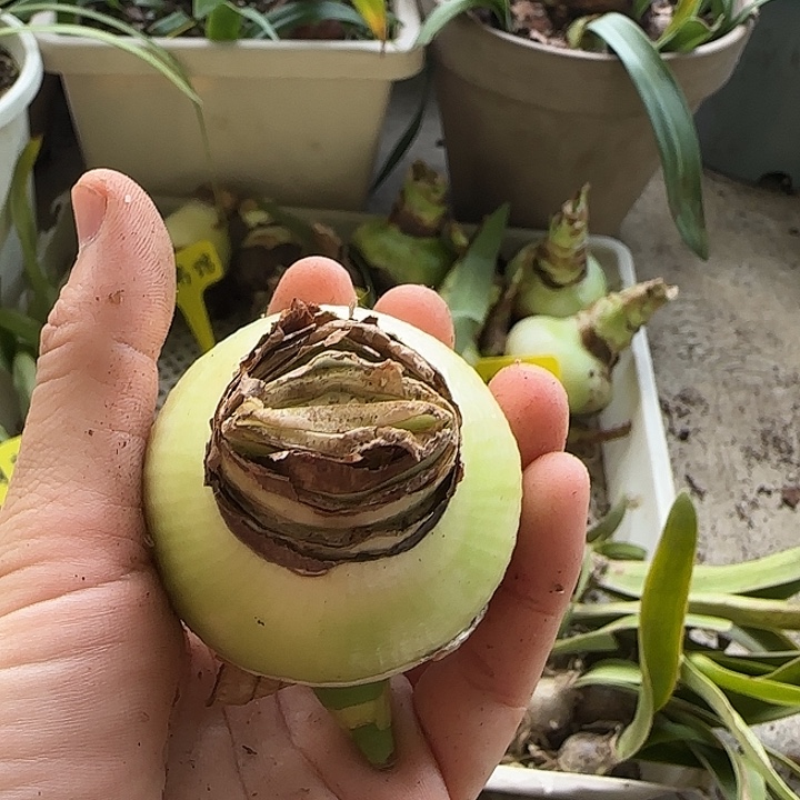 混球，包重瓣，裸球发货