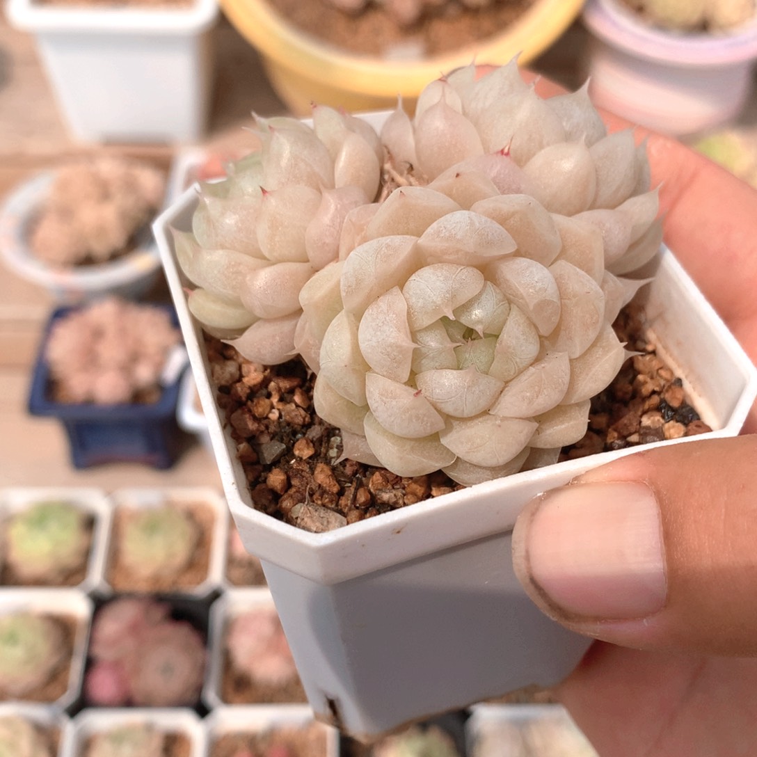 022麦秆群 不包整散