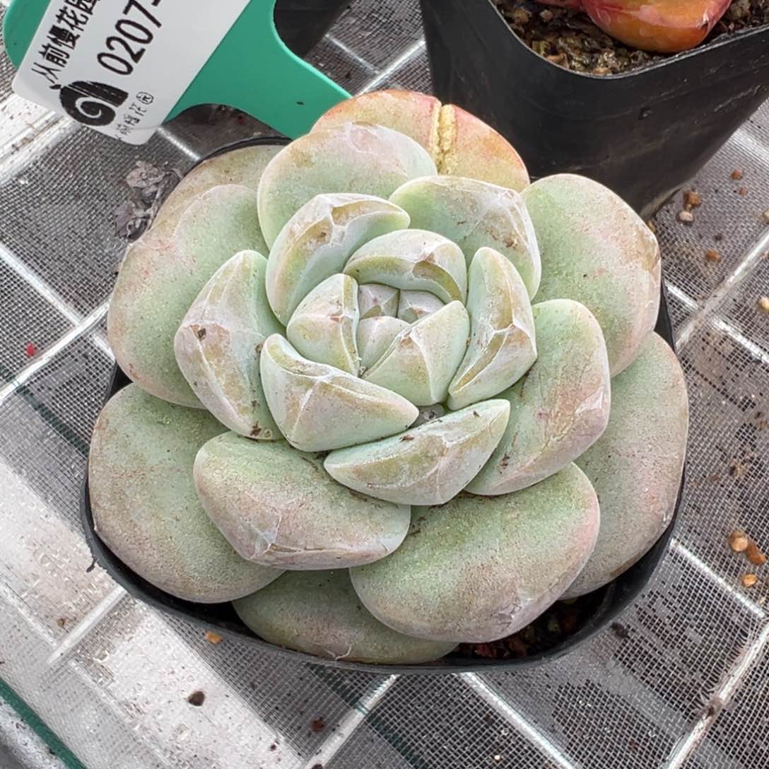 从前慢多肉精选编号0207.102