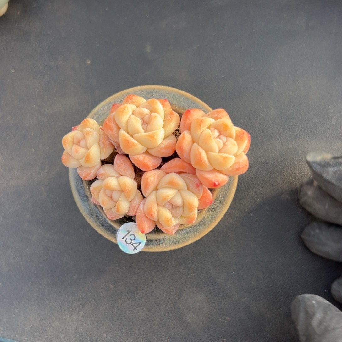 五头冰玉带盆0000000000