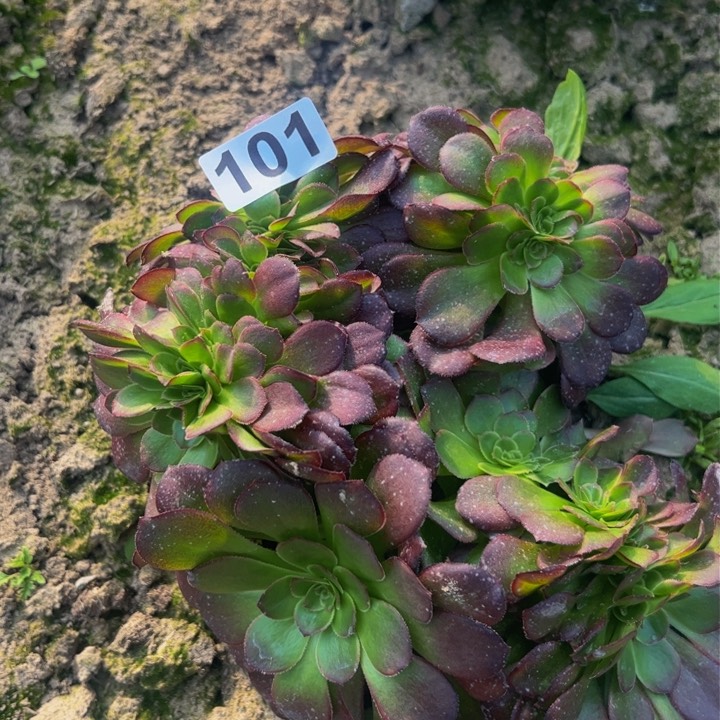 101多肉植物盆栽