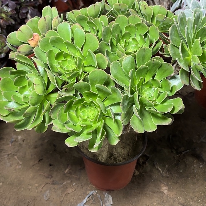 多肉植物原始绿29