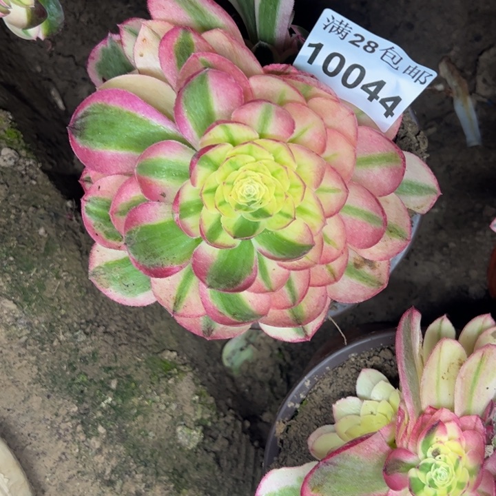 10044南水中月多肉植物