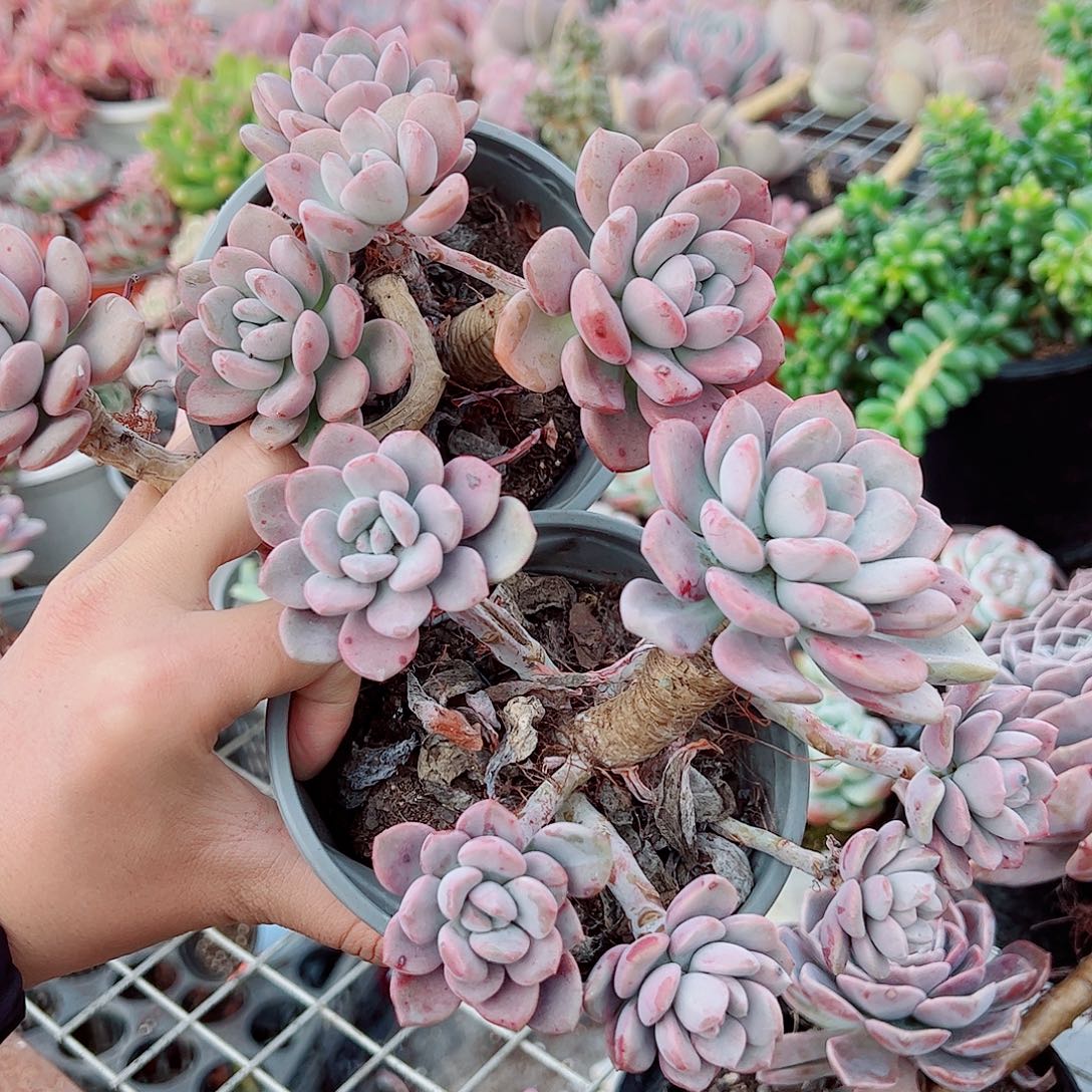 白露多头造型老桩二盆