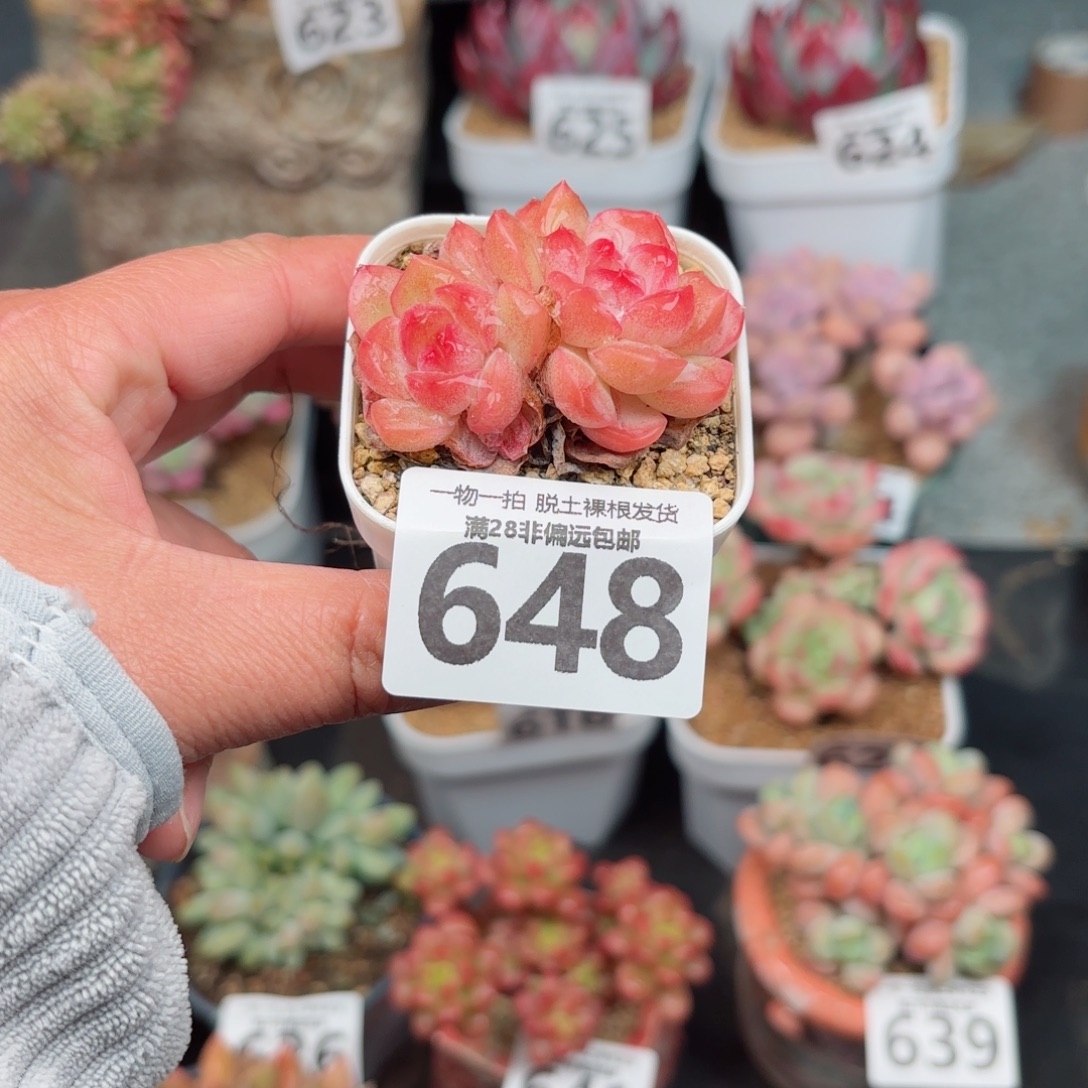 琴心双头无盆土发货