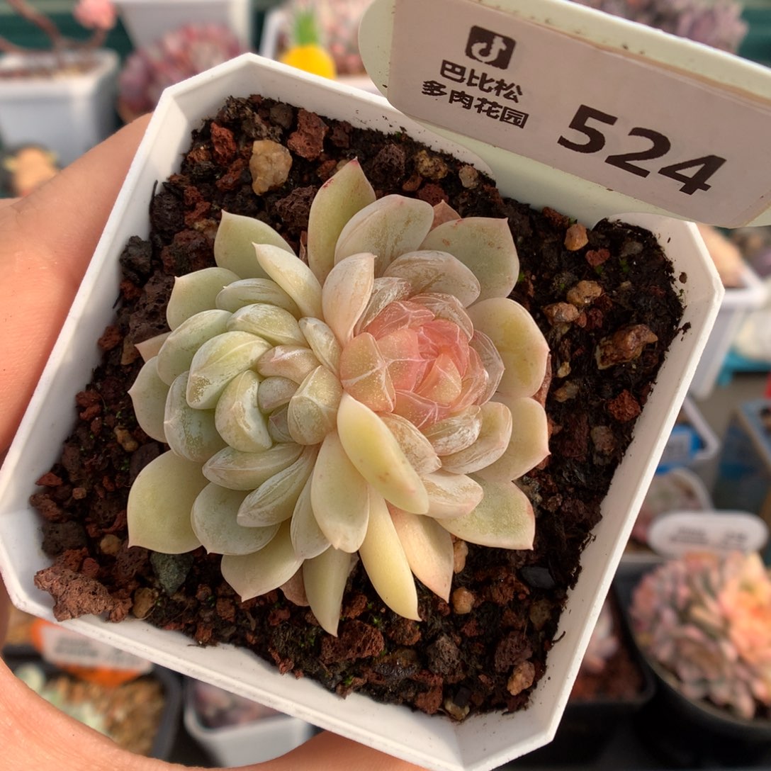 524双头白色恋人多肉植物