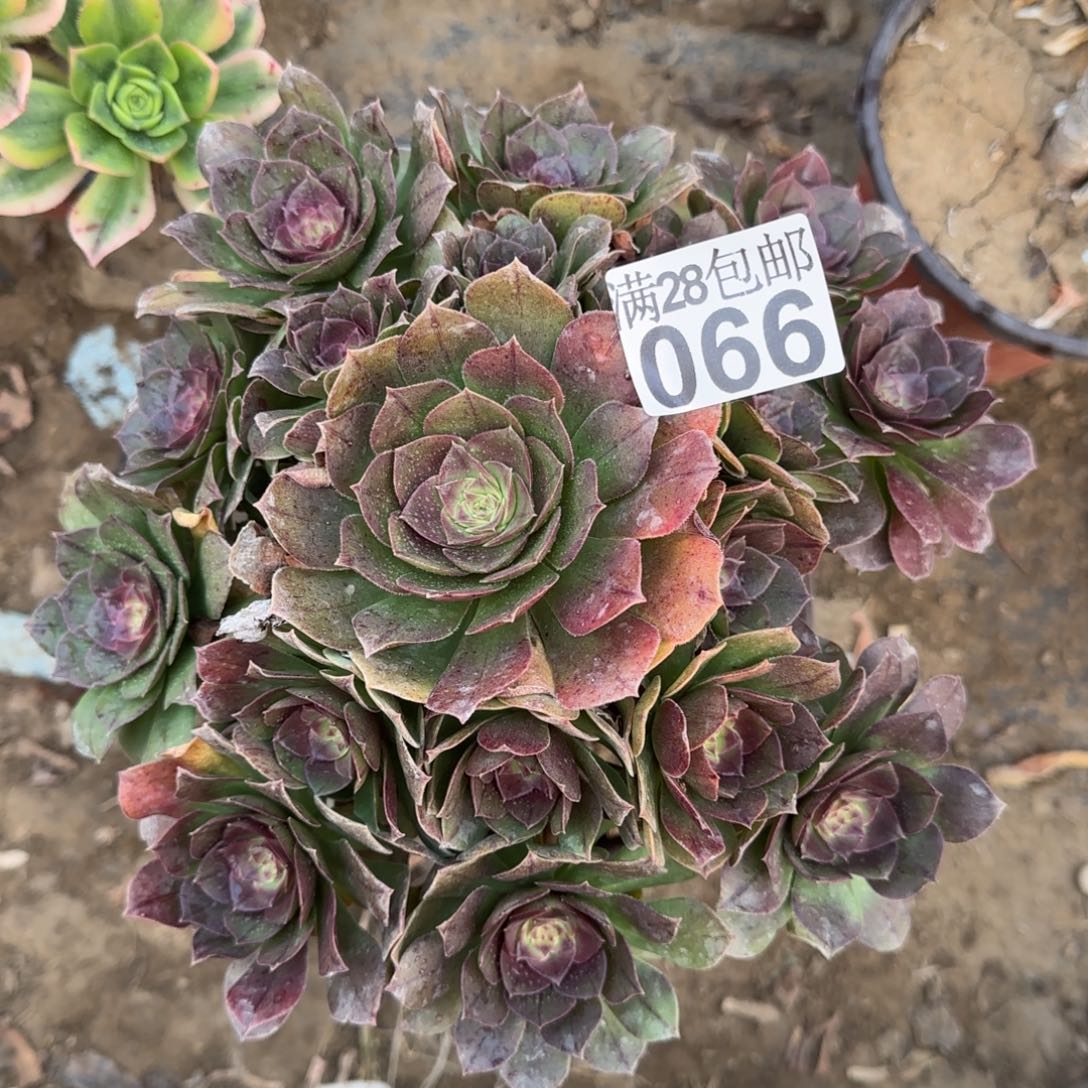 沙拉万多肉066满28包邮断枝不包