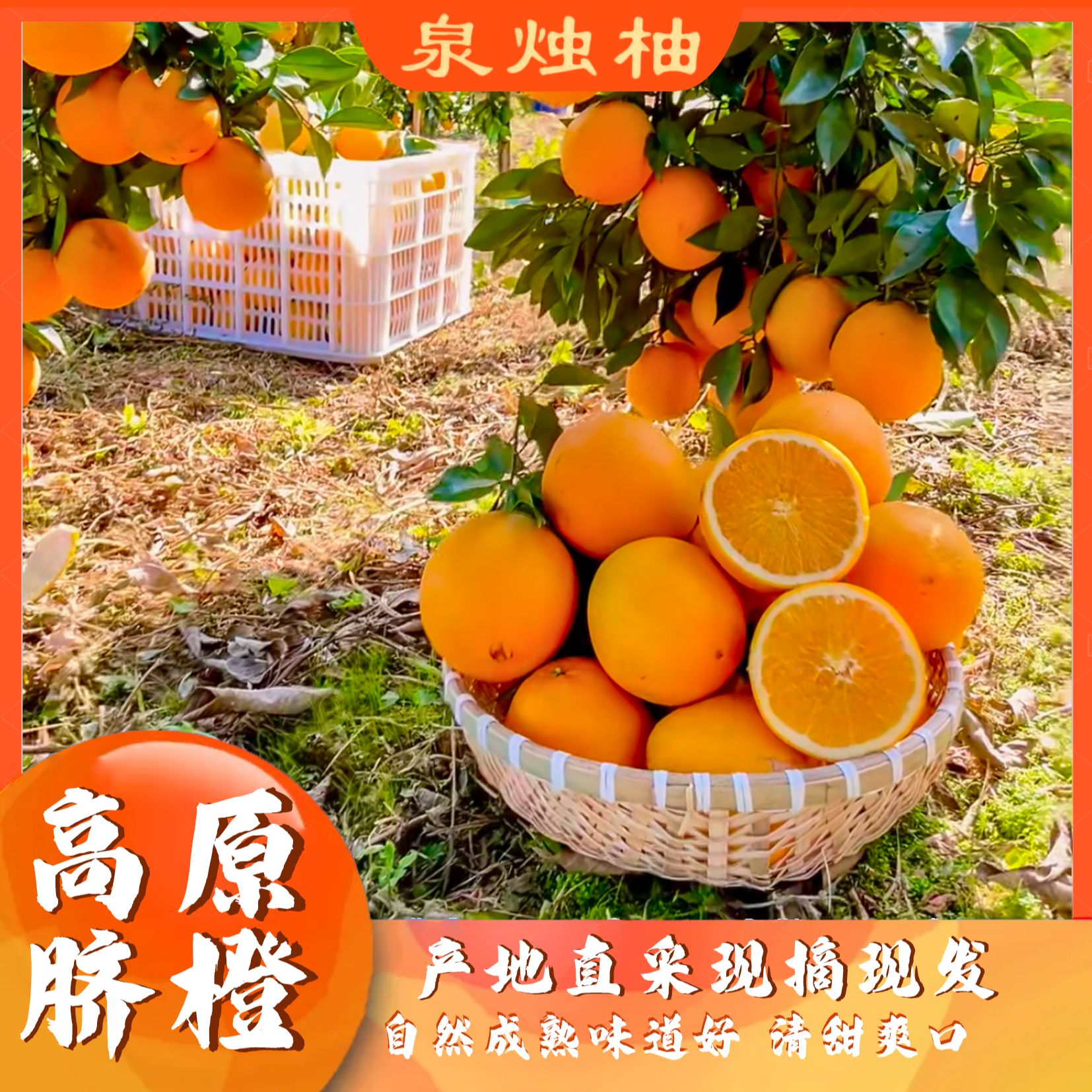 云南钮荷尔脐橙6斤,（净重）酸甜脐橙