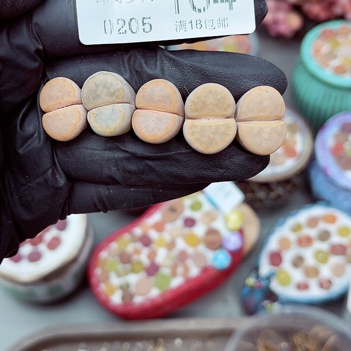 多肉植物生石花5-104