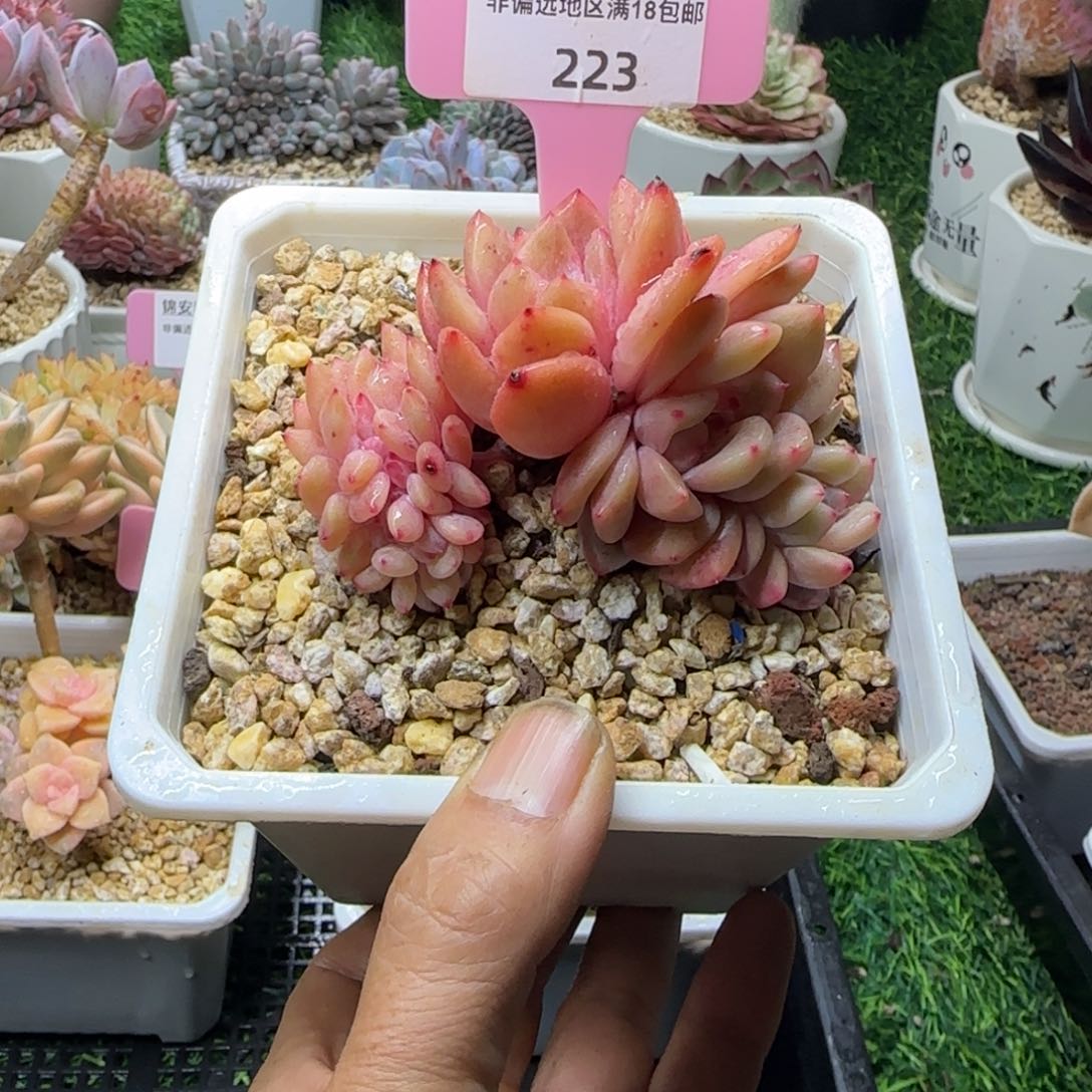锦安精品多肉编号223