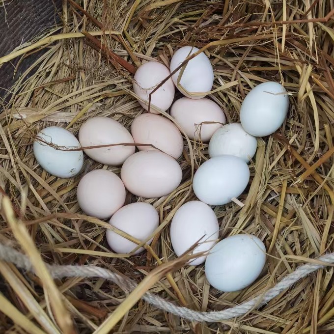 湖南麻阳土鸡蛋长寿乡初生蛋高山富硒农家散养跑山鸡细脚小仔鸡蛋