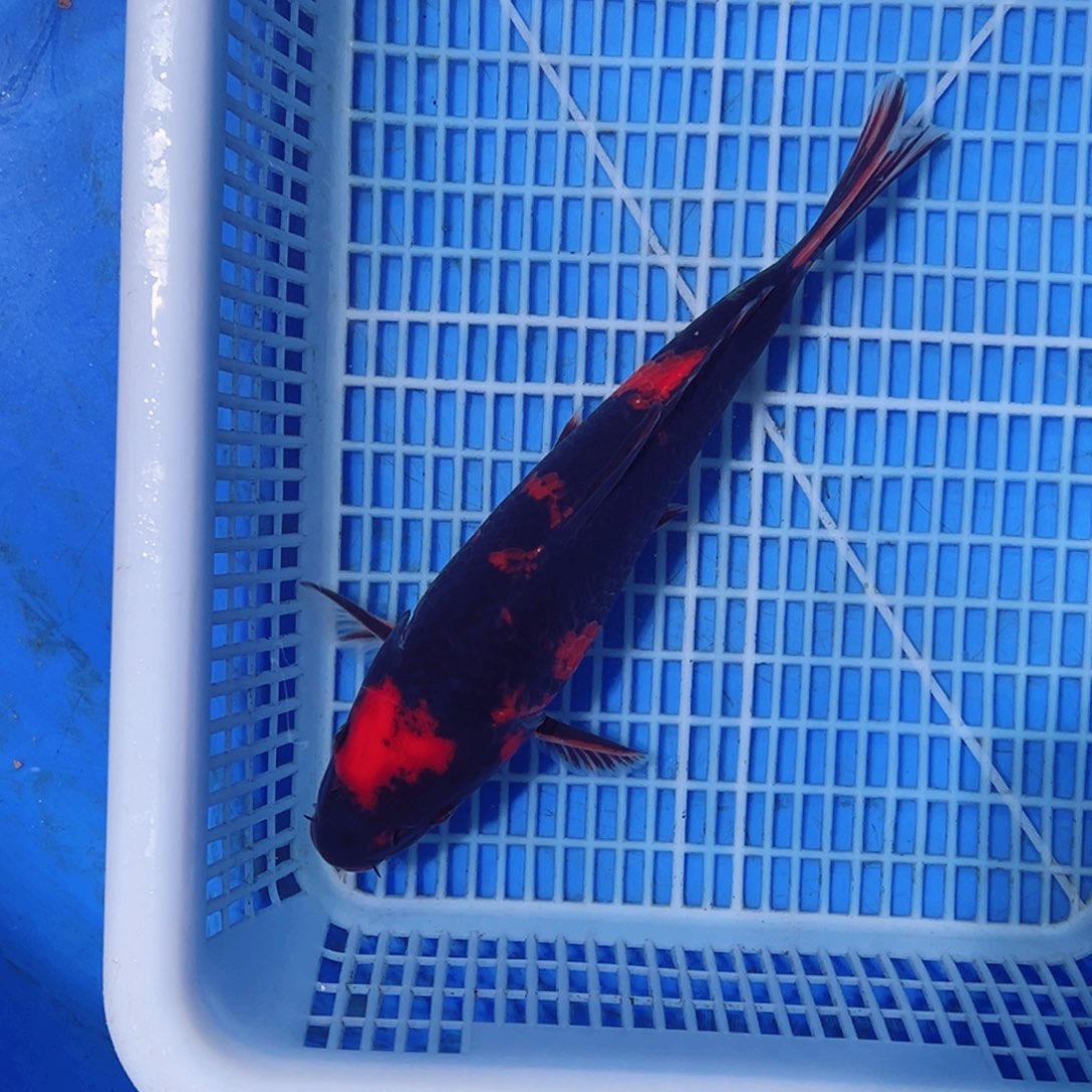 锦鲤锦鲤观赏鱼11111