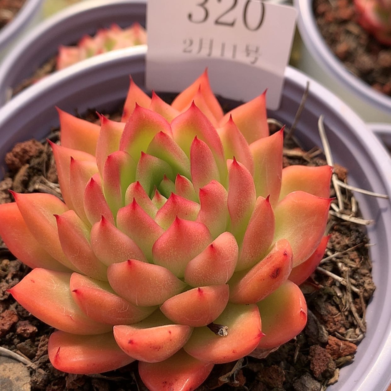 【闪购商品】云320粉水晶