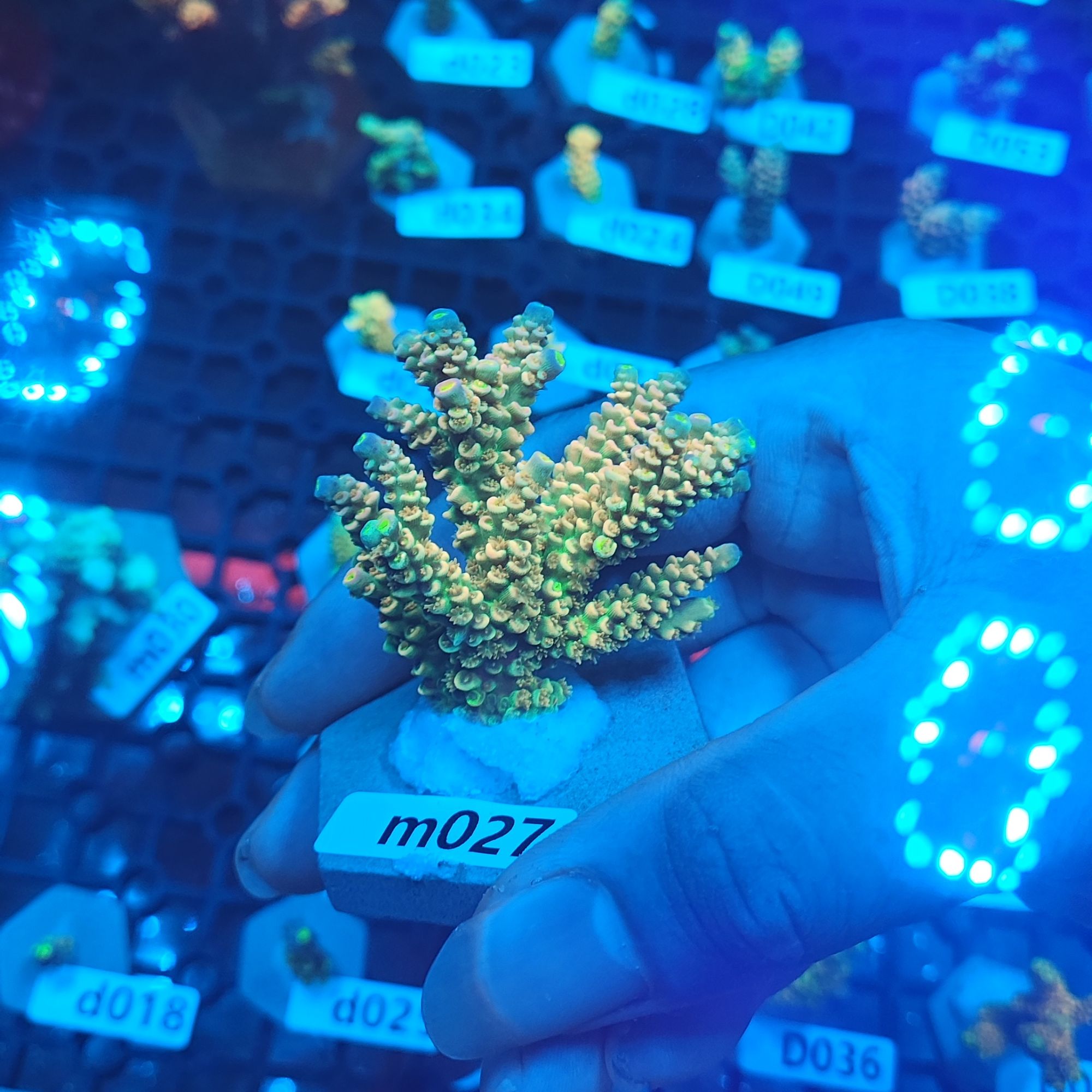 印尼SPS吞牛小母体 图片仅供参考