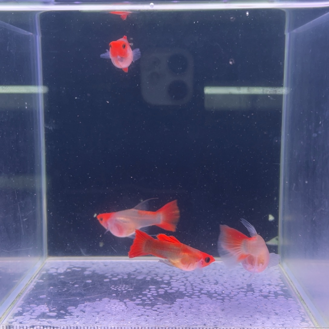 孔雀鱼红头玻璃猫短球C2对