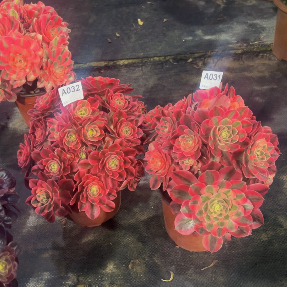 快****8031.2粉女巫法师，多肉植物