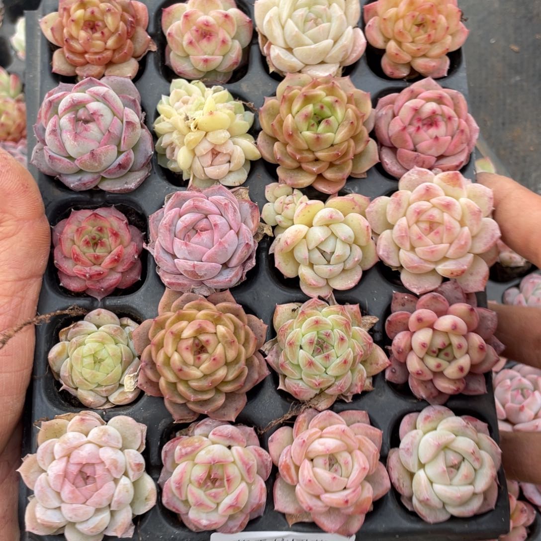 一物一拍20颗小苗29-209