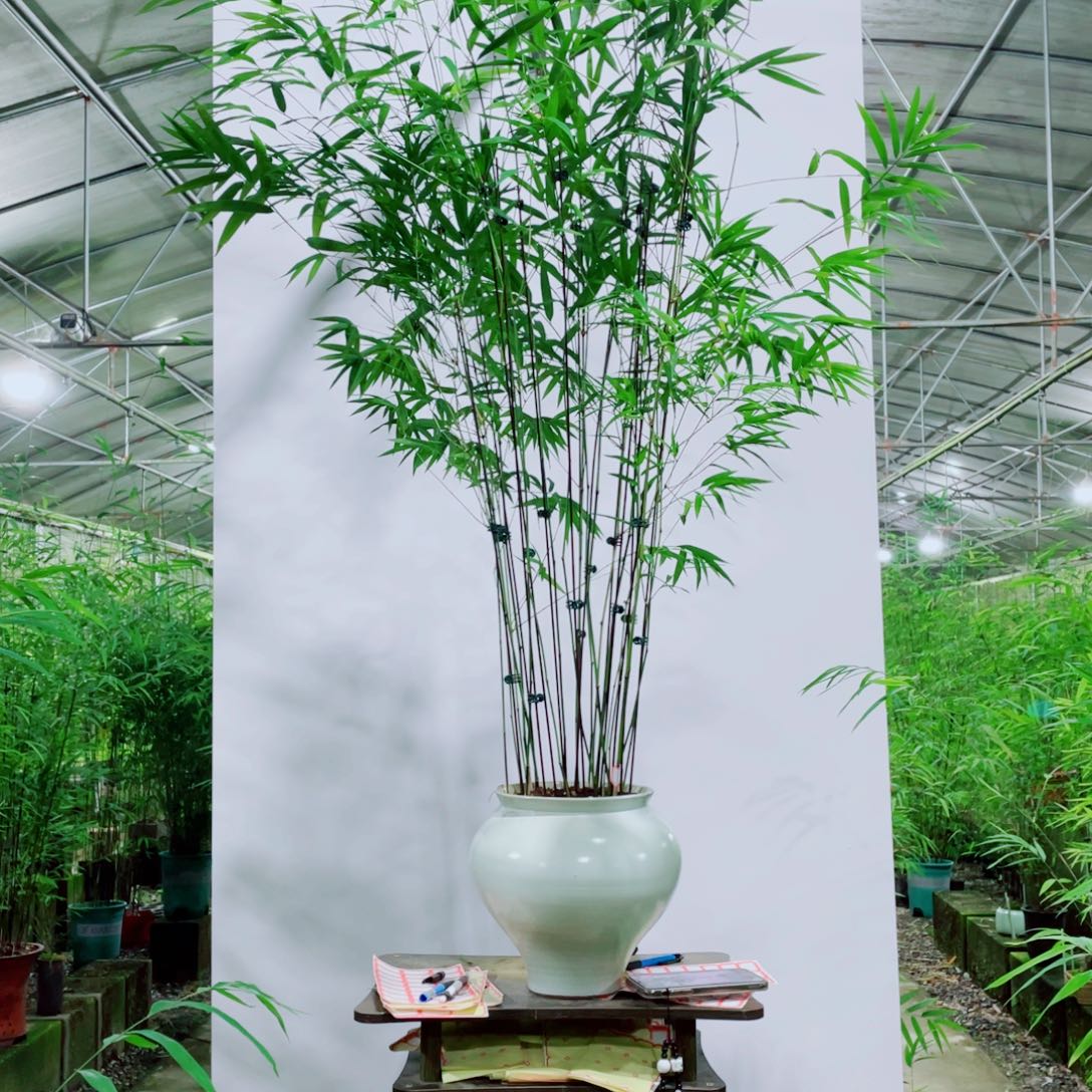 无花朵内门竹一物一拍