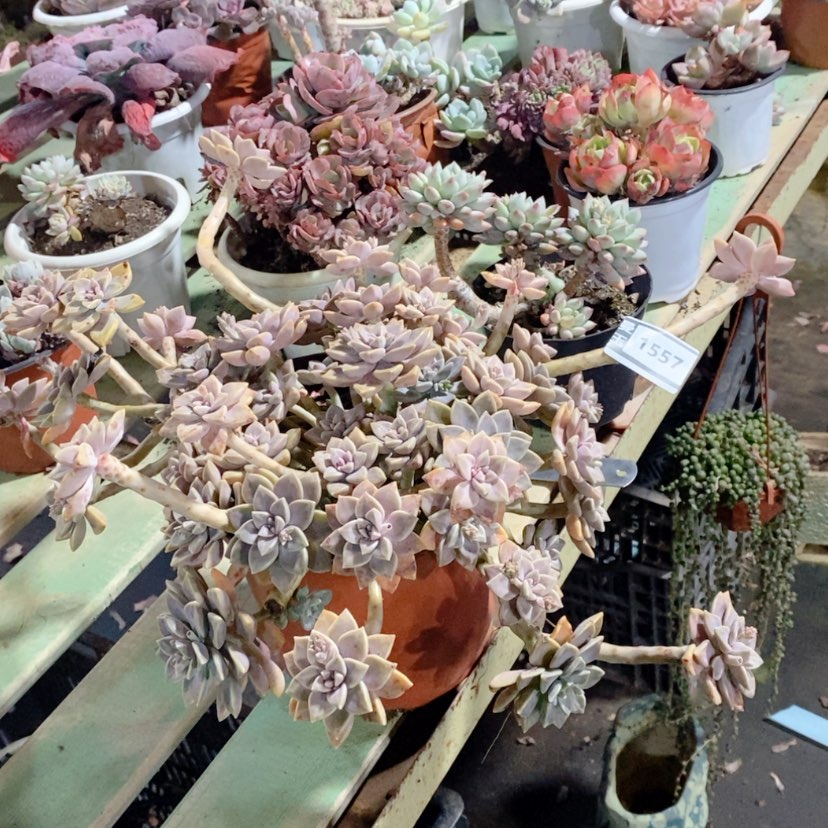 【闪购商品】阿伦培1557