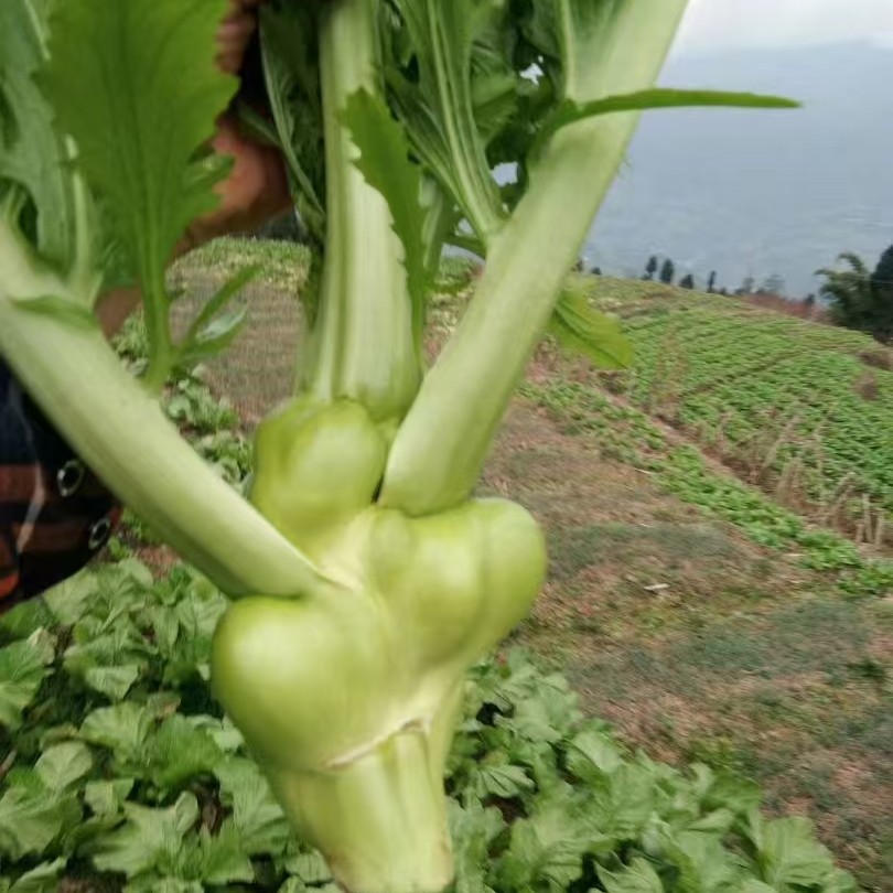 正宗四川特产 榨菜头农家新鲜青菜头菱角菜芥菜 羊角菜 