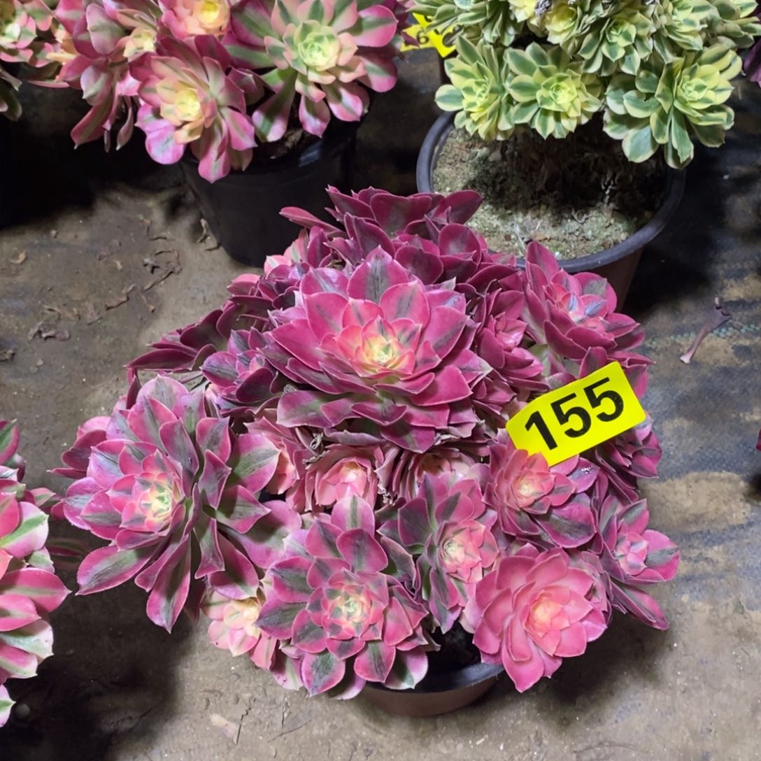 红女巫多肉法师155