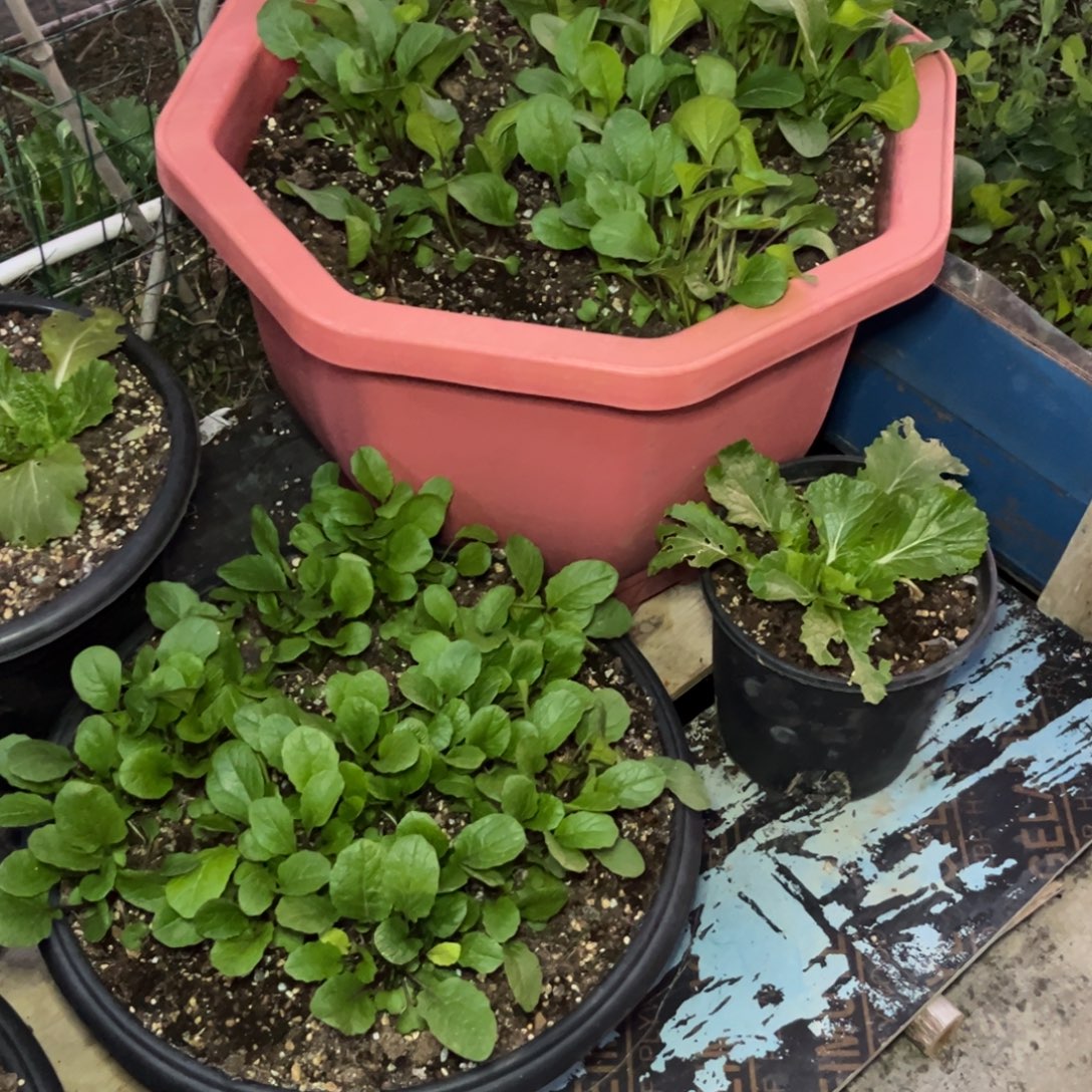 宝***儿下午多肉植物群生