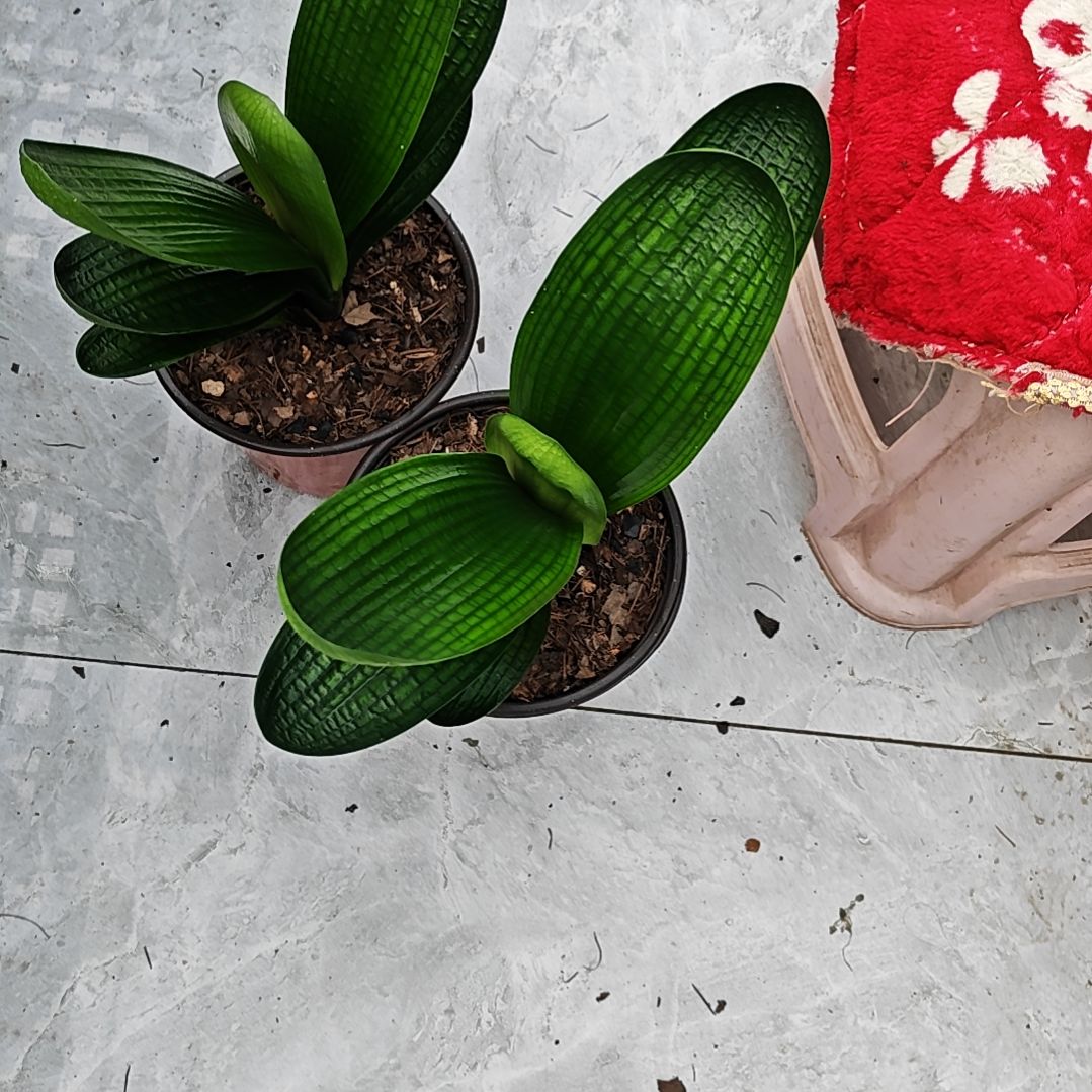 完全开放君子兰精品两年