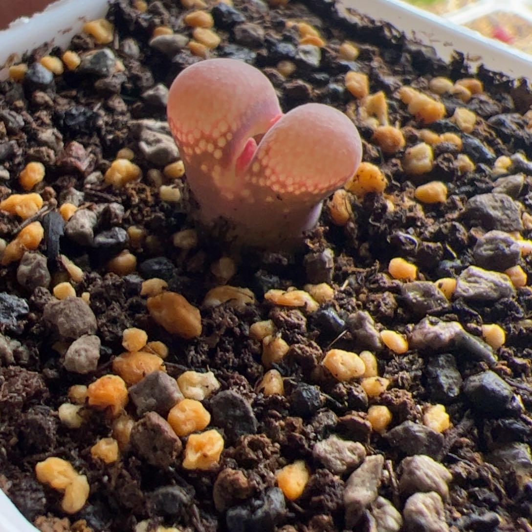 11.29大红风铃多肉植物121