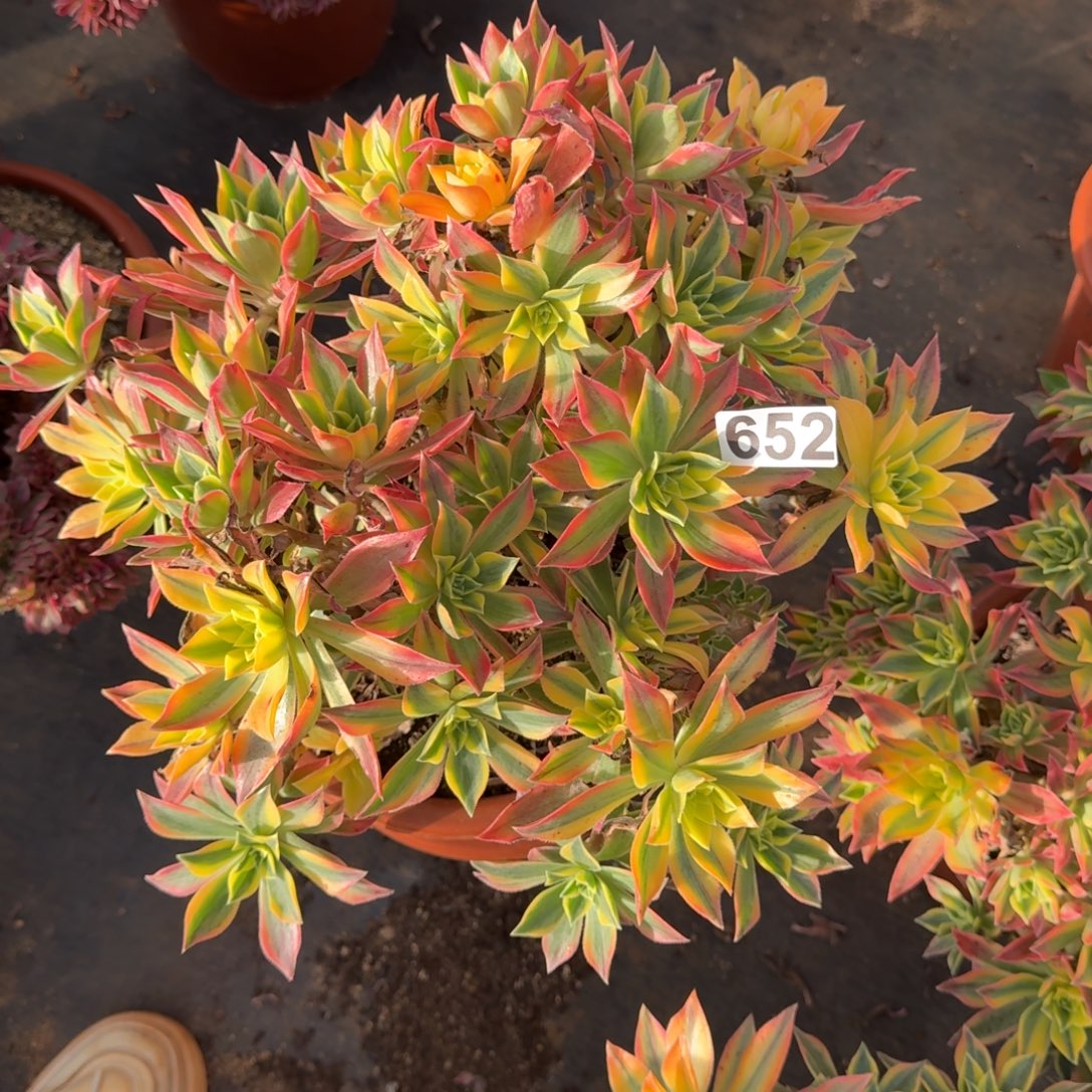 652多肉植物枫叶有砍特价