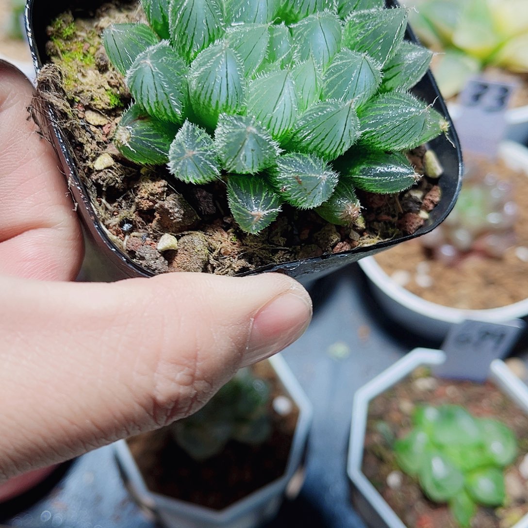 好看的毛雨露新手福利